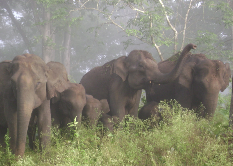 Image credit: http://www.horstvaeth.de/India/India_NatureSpotsNearBangalore/KabiniRiver_July2008%20-%2048.jpg