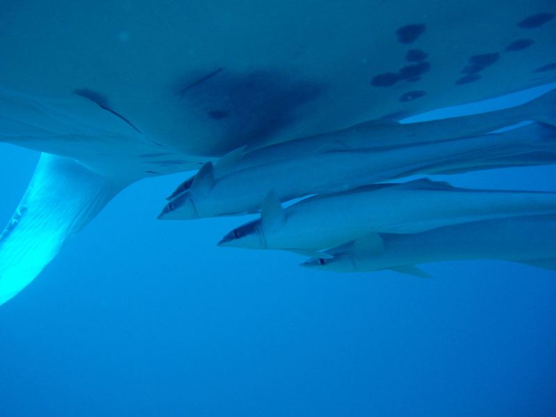 Manta mit Schiffshaltern