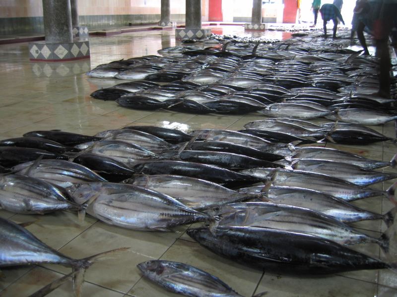 Stachelmakrelen auf dem Fischmarkt in Male
