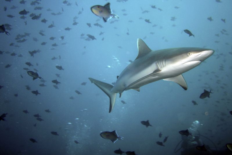 Grauer Riffhai
