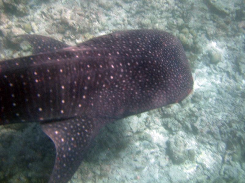 A whaleshark seen while snorkeling