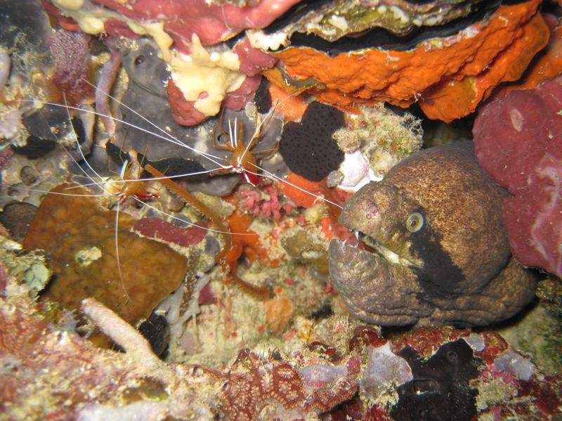 Eine Muraene mit Putzer-Garnelen