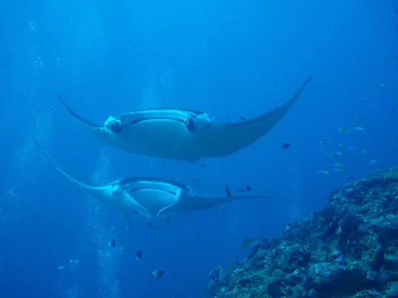 Manta Rays on a cleaner station