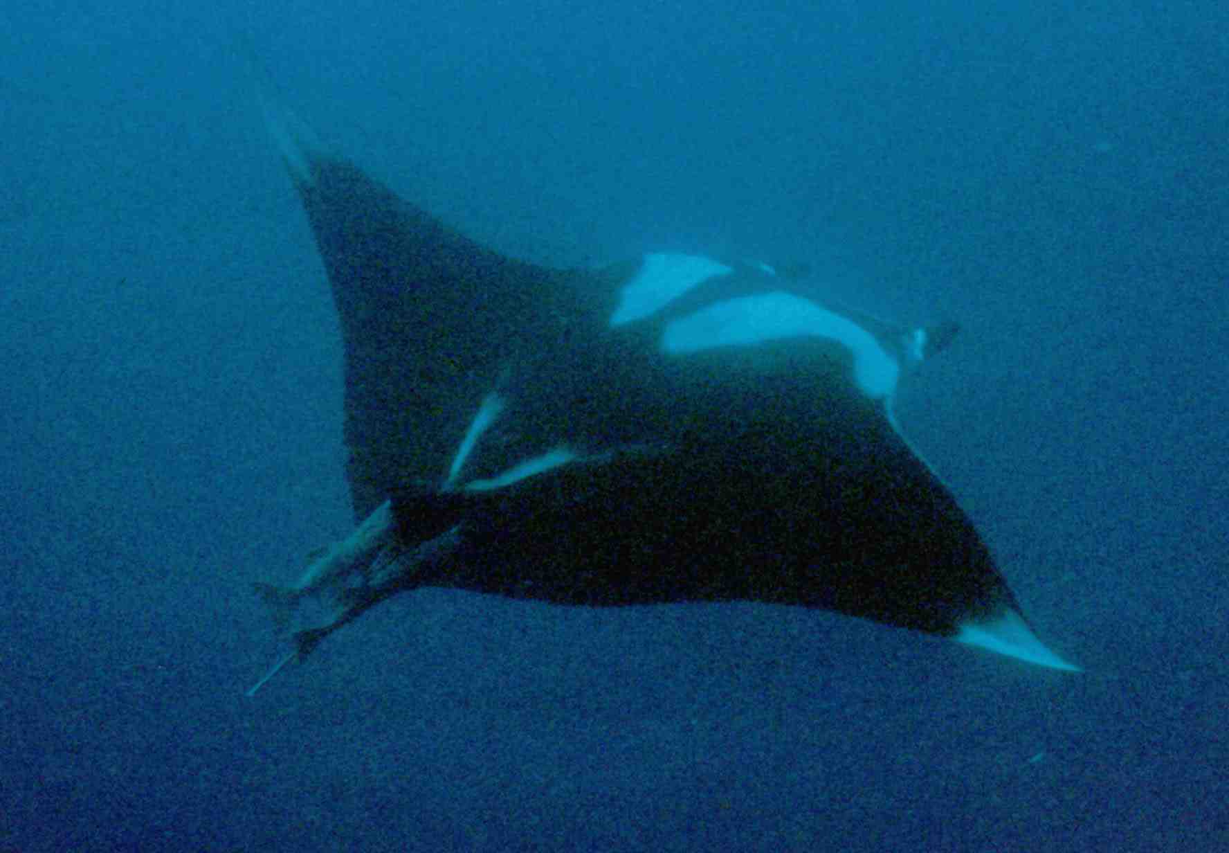 Manta