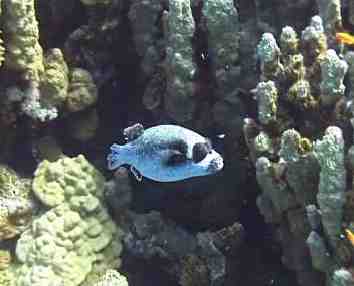 Bild eines Tauchgangs