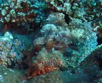 Bild eines Tauchgangs