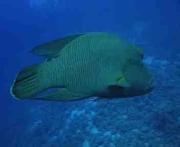 Bild eines Tauchgangs